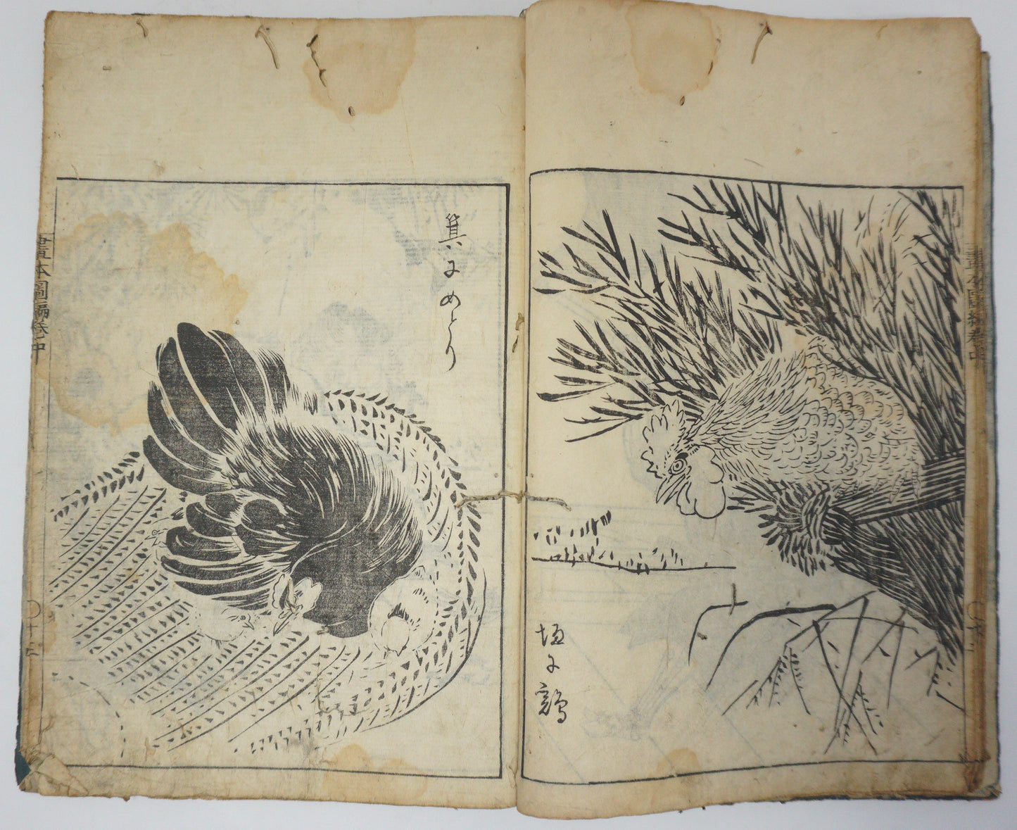 Antique Illustrated Book Set with 60 detailed Images Meiji Era Original by Ichicho Ei 0822D23