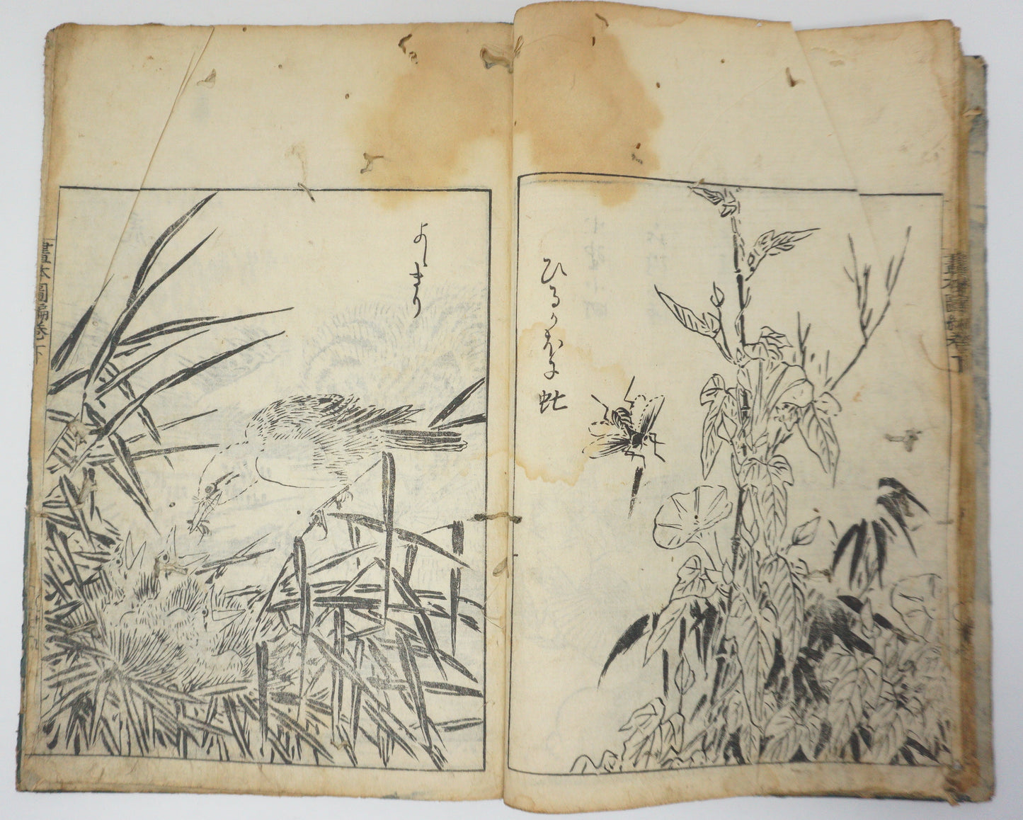 Antique Illustrated Book Set with 60 detailed Images Meiji Era Original by Ichicho Ei 0822D23