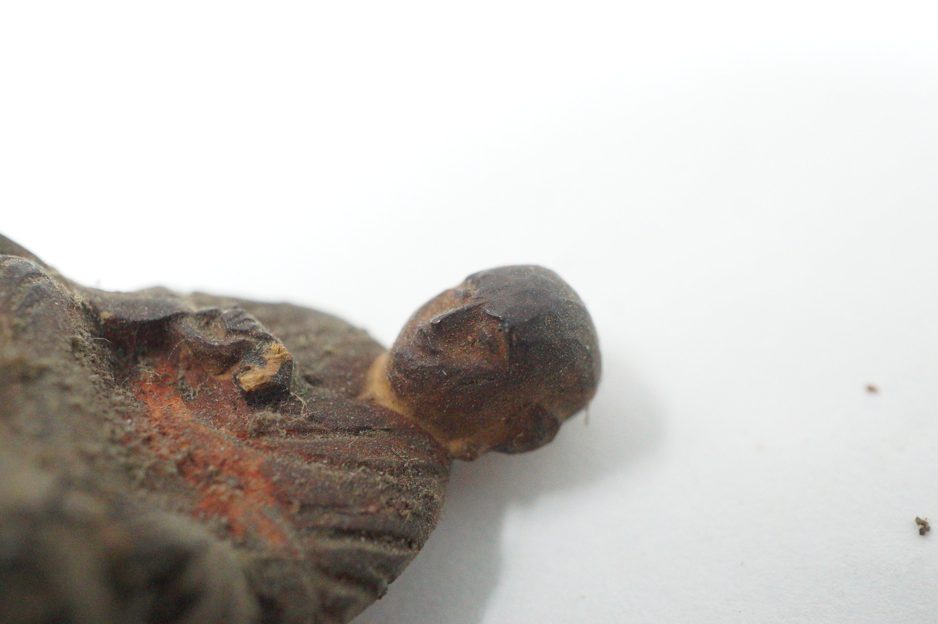 Japanese Buddhist Monk finely carved Antique Kobo Daishi in Mini Wooden House 1211F2