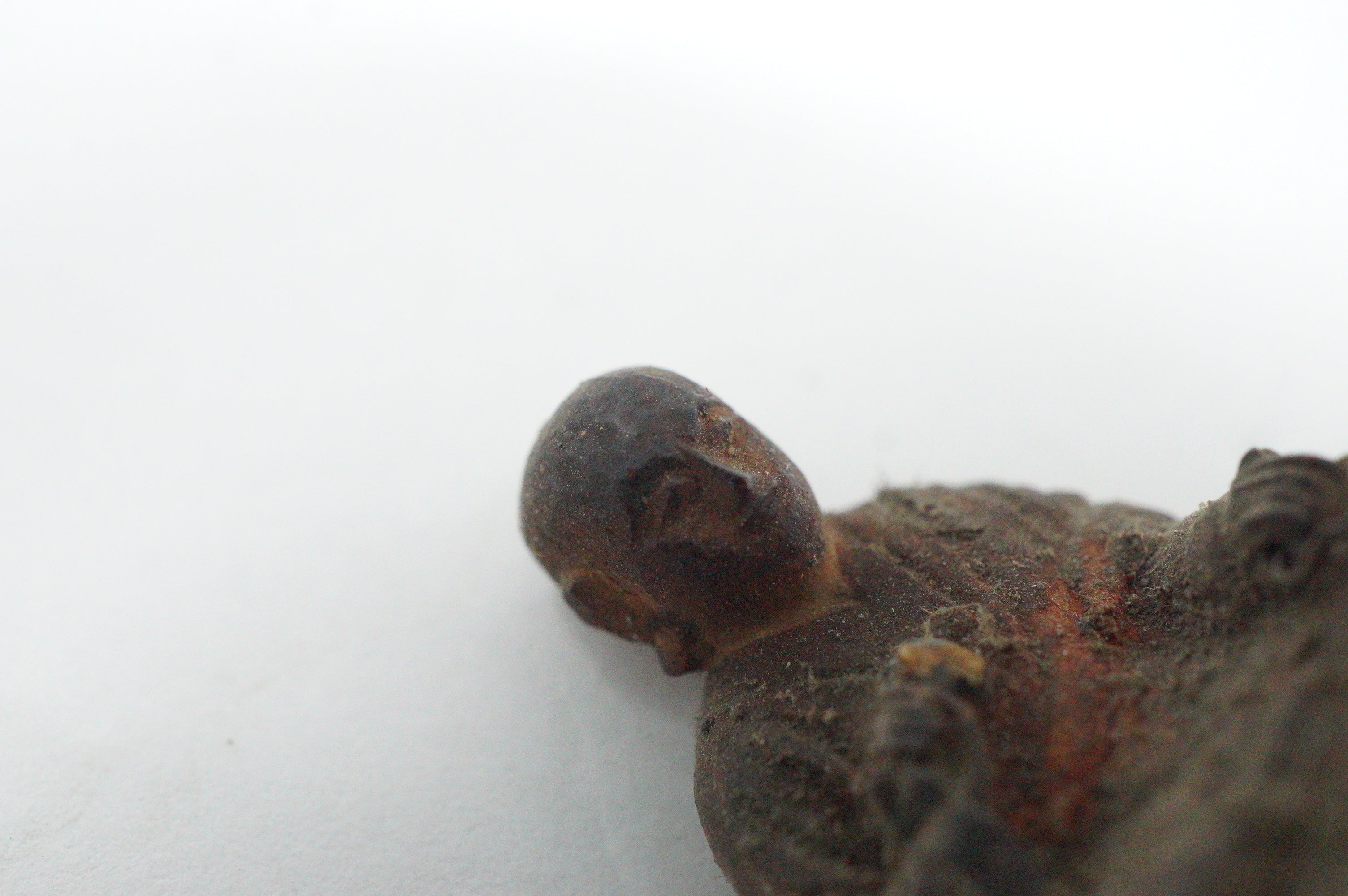 Japanese Buddhist Monk finely carved Antique Kobo Daishi in Mini Wooden House 1211F2