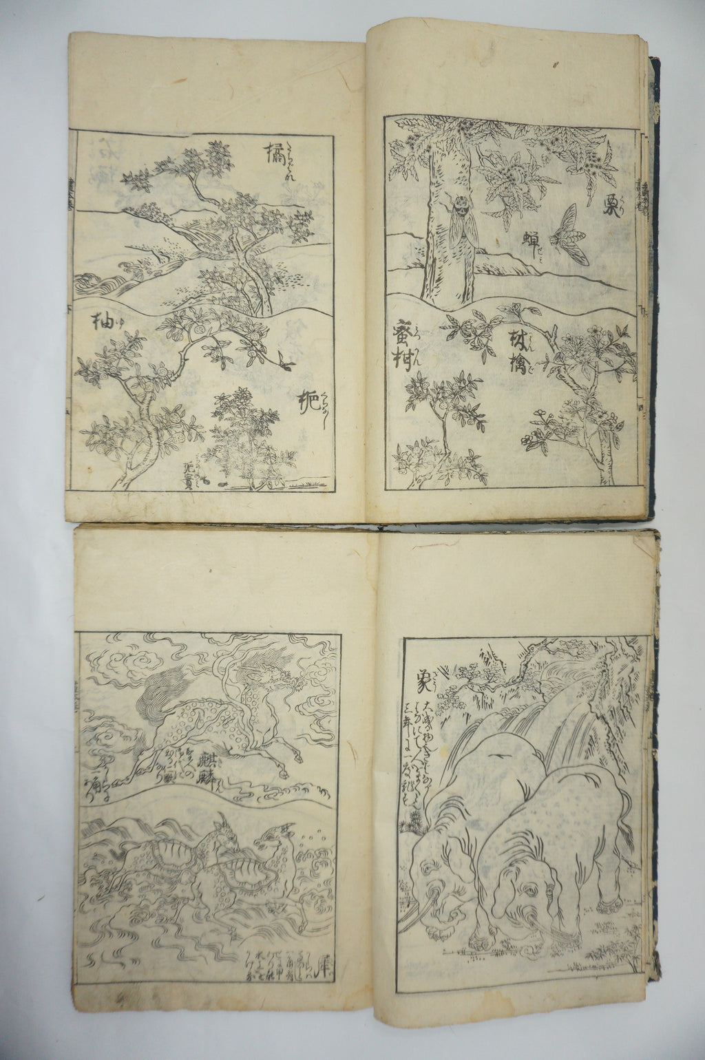Japanisches Buchset von Tachibana Morikuni -Naturgeschichte- 1794 Antike Originale aus Japan 1127E4 