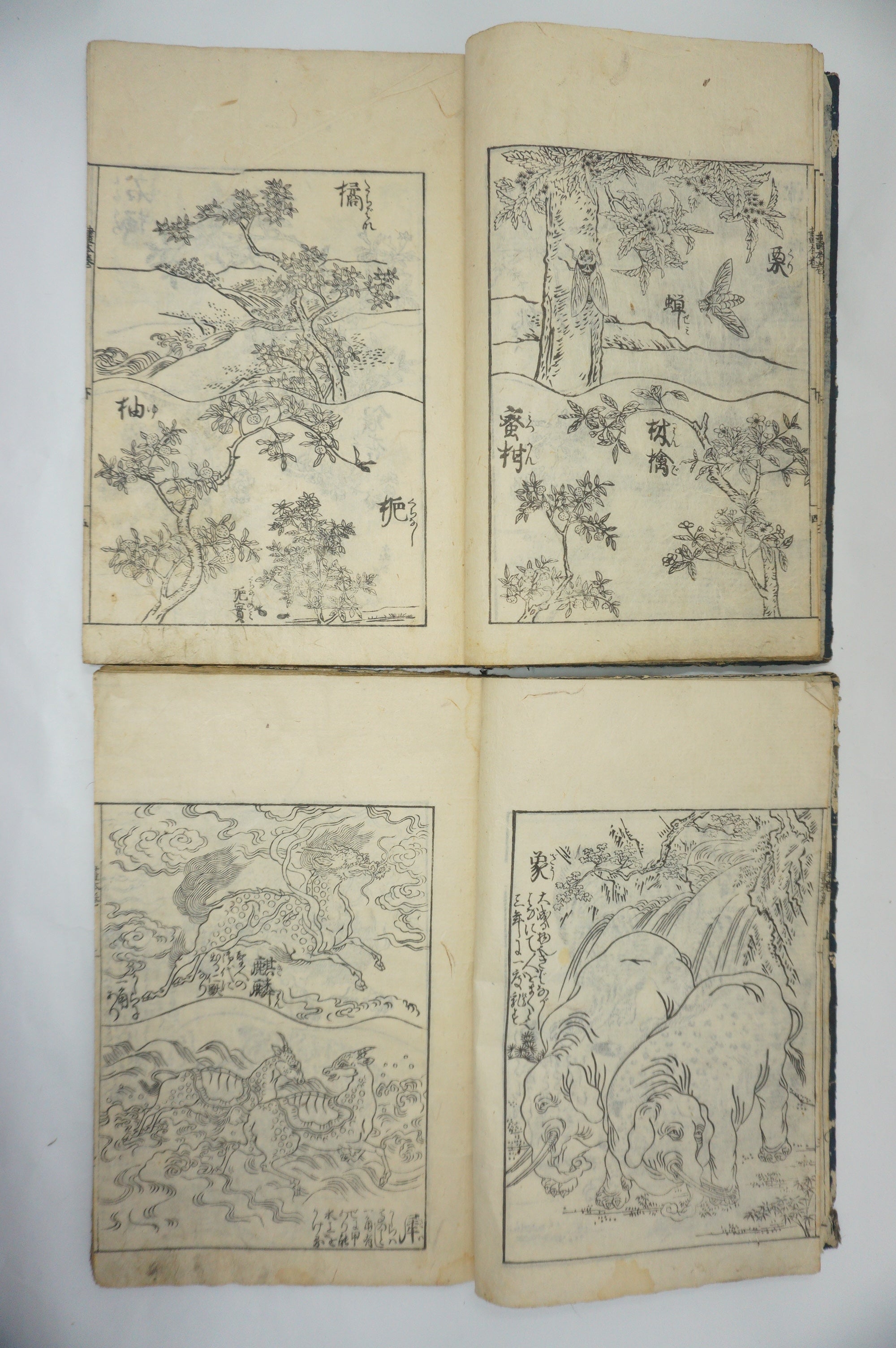 Japanisches Buchset von Tachibana Morikuni -Naturgeschichte- 1794 Antike Originale aus Japan 1127E4 