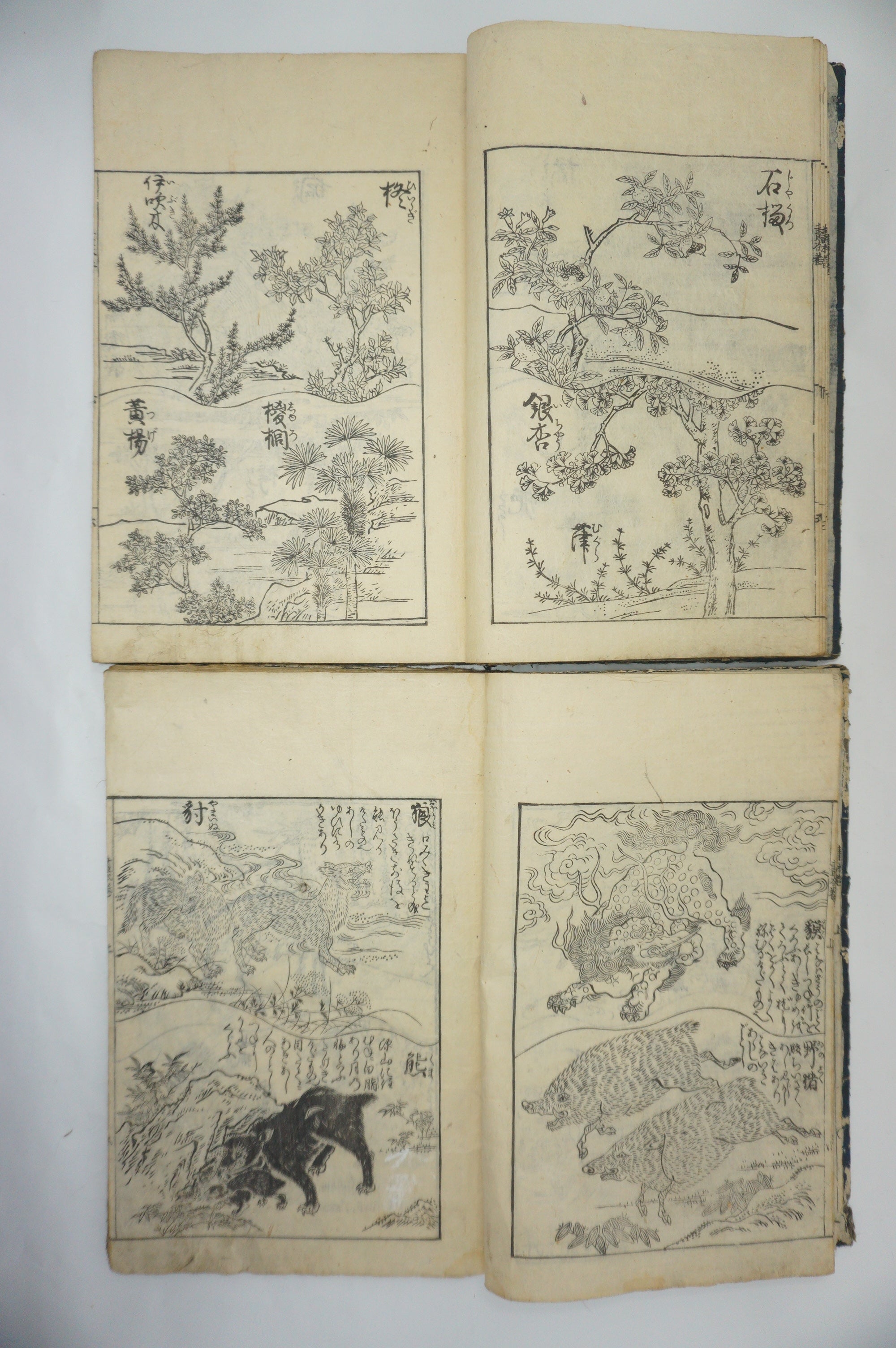 Japanisches Buchset von Tachibana Morikuni -Naturgeschichte- 1794 Antike Originale aus Japan 1127E4 