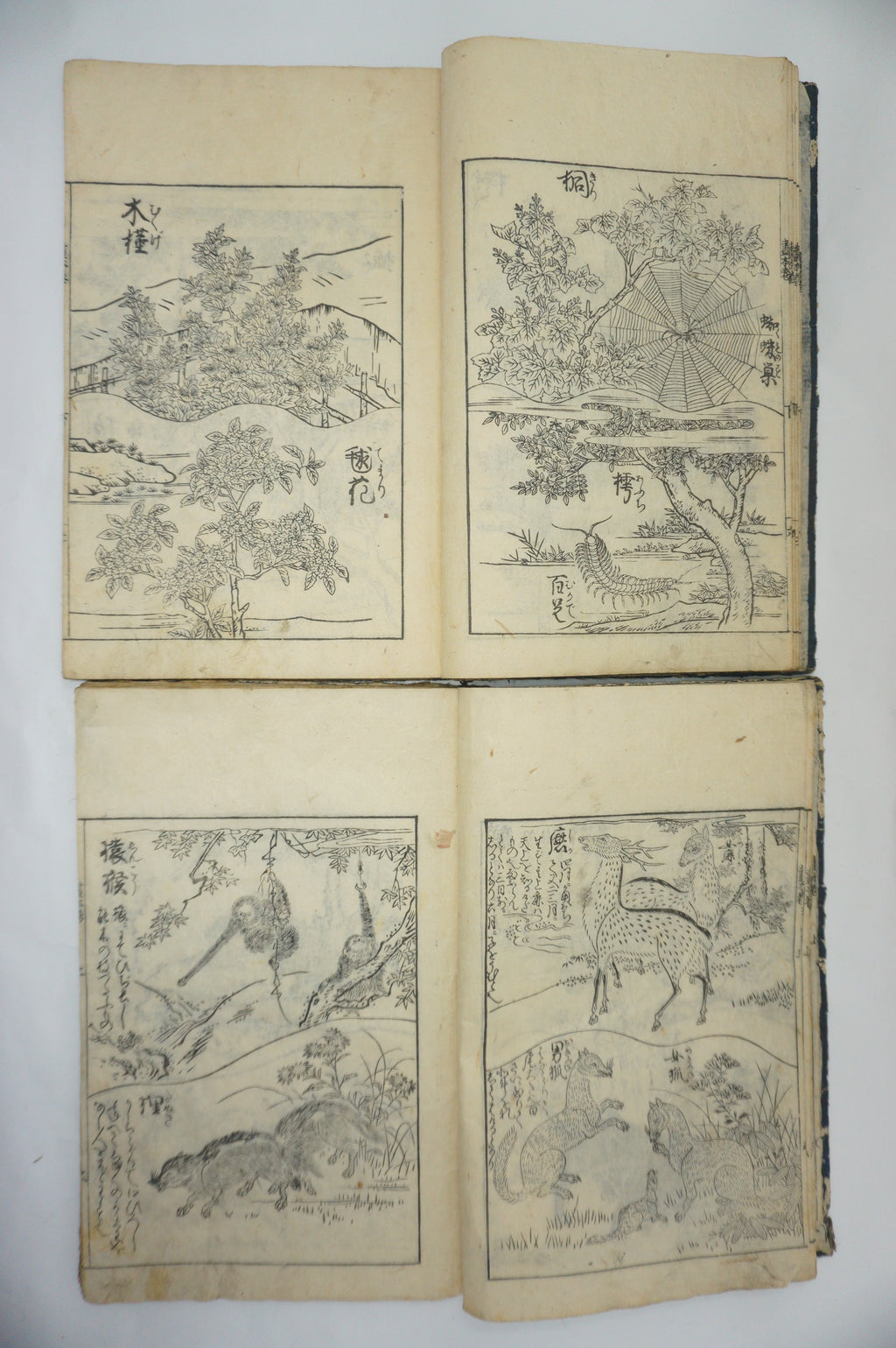 Japanisches Buchset von Tachibana Morikuni -Naturgeschichte- 1794 Antike Originale aus Japan 1127E4 