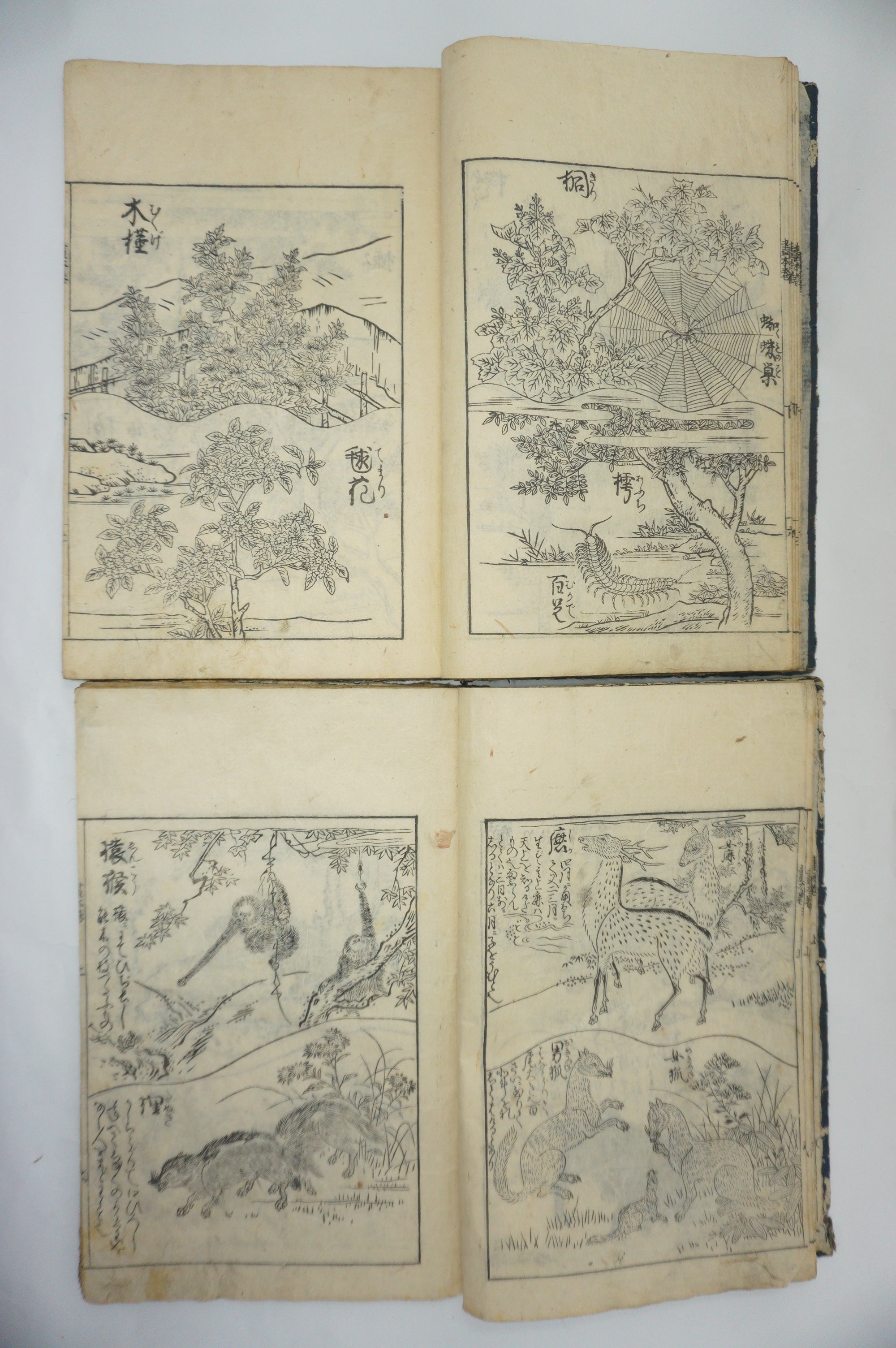 Japanisches Buchset von Tachibana Morikuni -Naturgeschichte- 1794 Antike Originale aus Japan 1127E4 