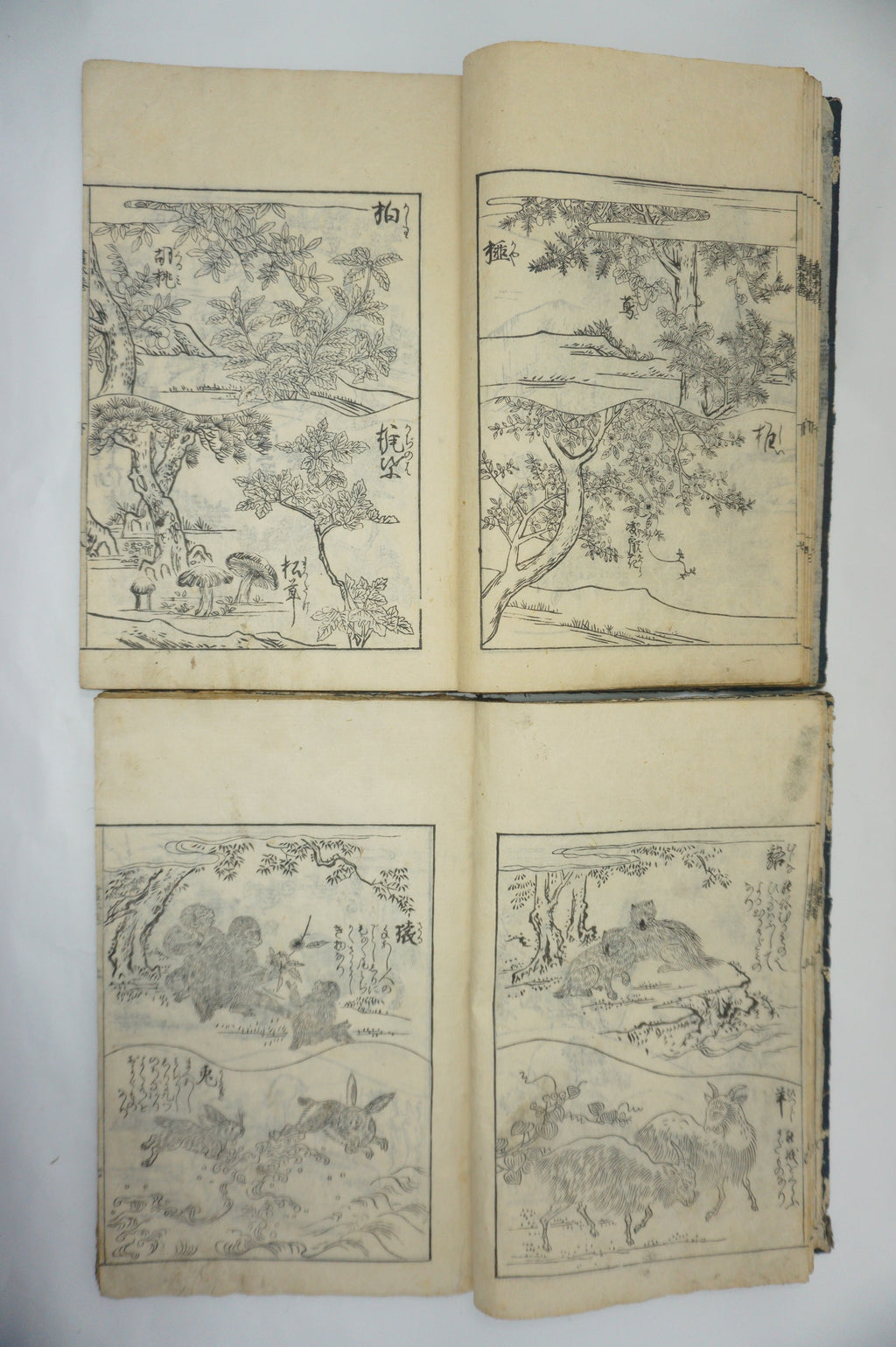 Japanisches Buchset von Tachibana Morikuni -Naturgeschichte- 1794 Antike Originale aus Japan 1127E4 