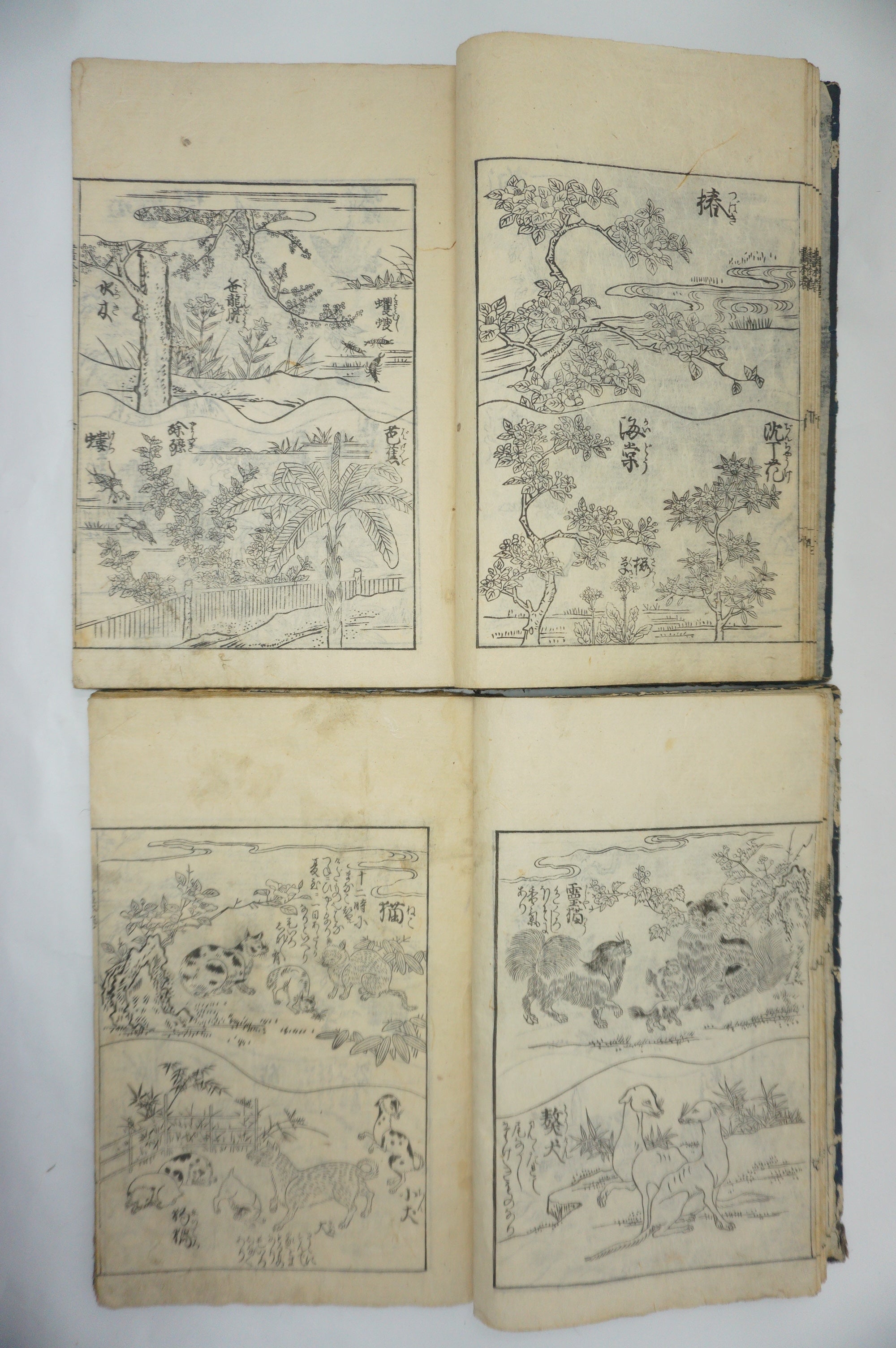 Japanisches Buchset von Tachibana Morikuni -Naturgeschichte- 1794 Antike Originale aus Japan 1127E4 