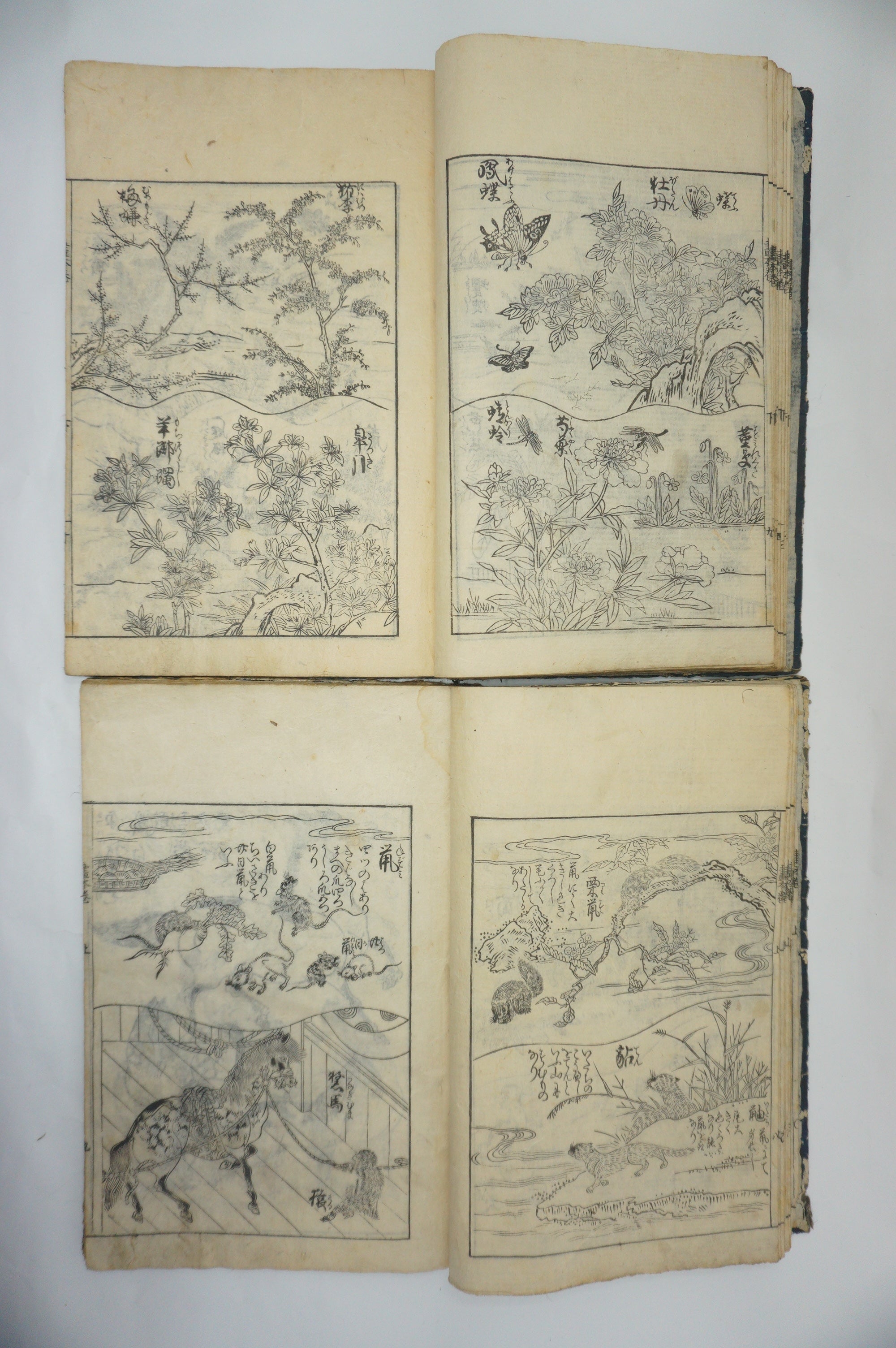 Japanisches Buchset von Tachibana Morikuni -Naturgeschichte- 1794 Antike Originale aus Japan 1127E4 