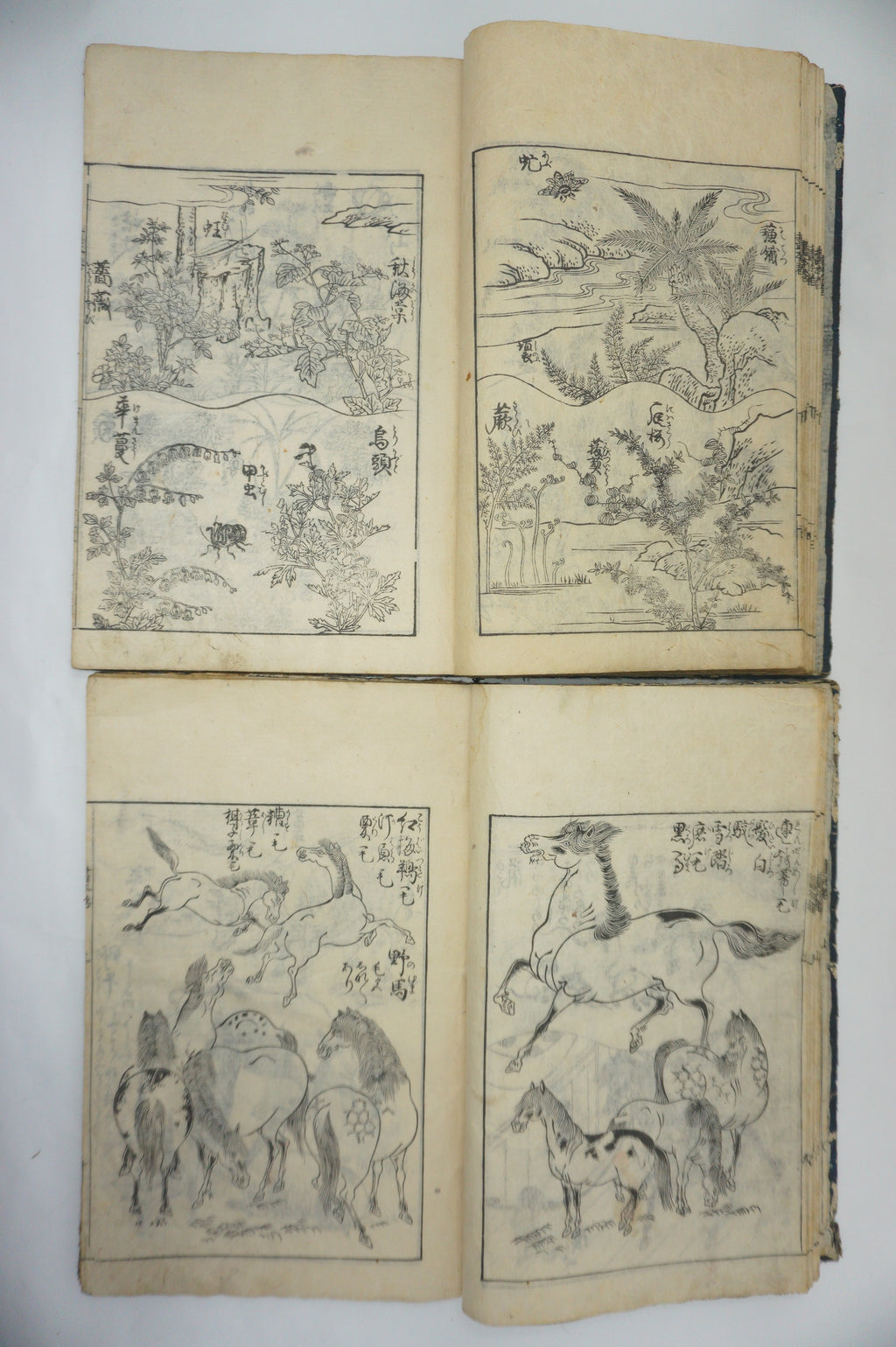 Japanisches Buchset von Tachibana Morikuni -Naturgeschichte- 1794 Antike Originale aus Japan 1127E4 