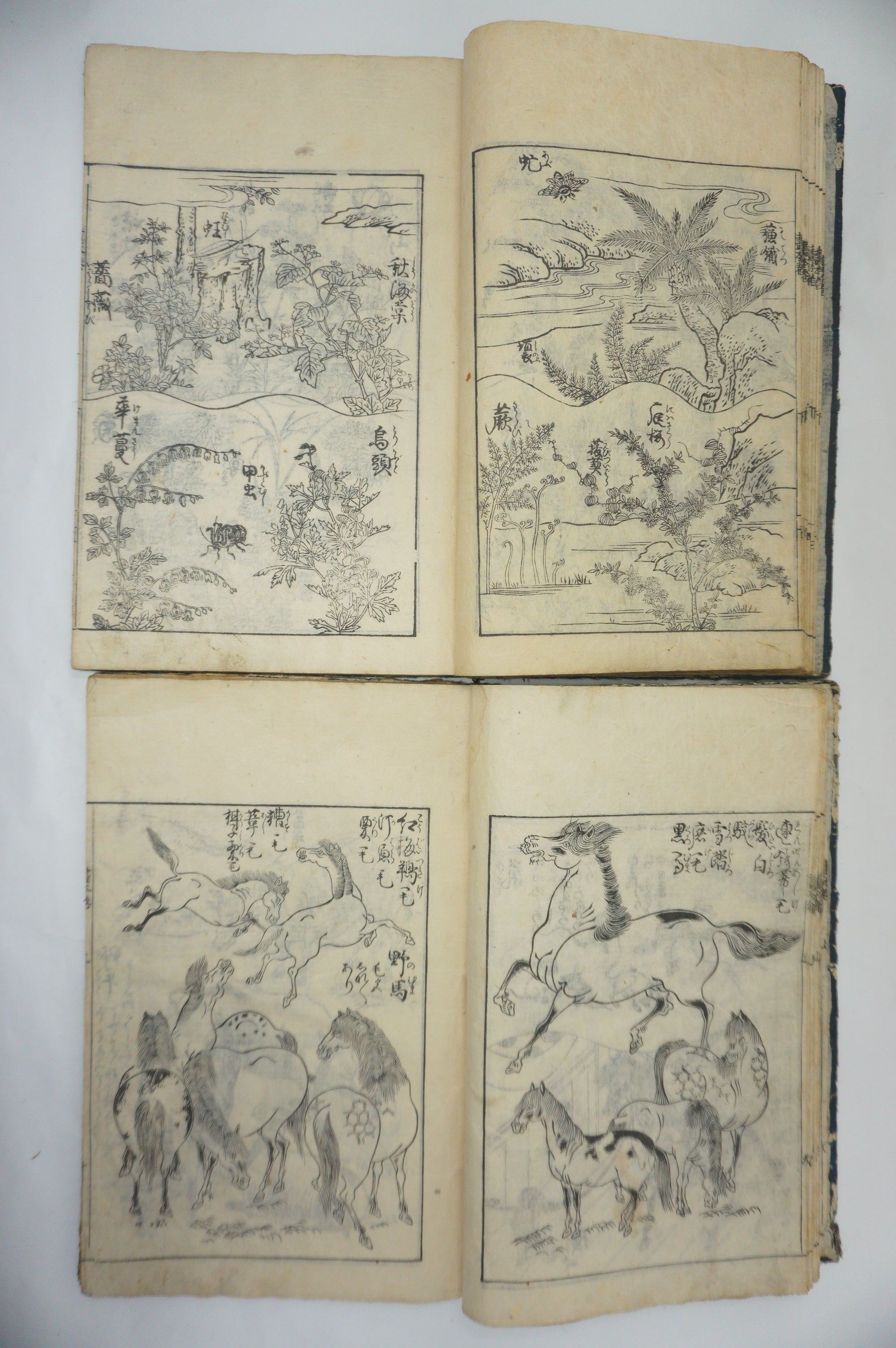 Japanisches Buchset von Tachibana Morikuni -Naturgeschichte- 1794 Antike Originale aus Japan 1127E4 