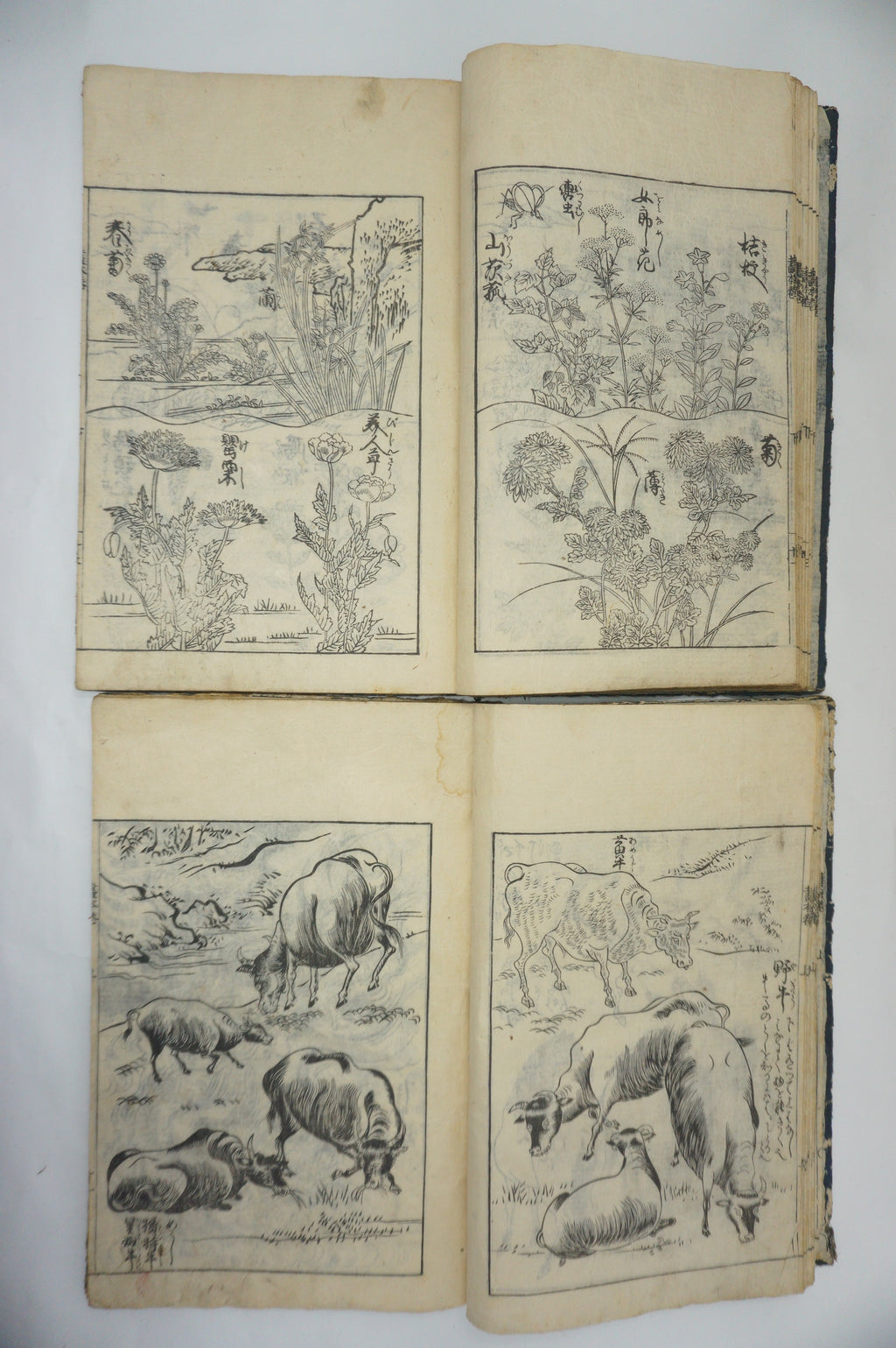 Japanisches Buchset von Tachibana Morikuni -Naturgeschichte- 1794 Antike Originale aus Japan 1127E4 