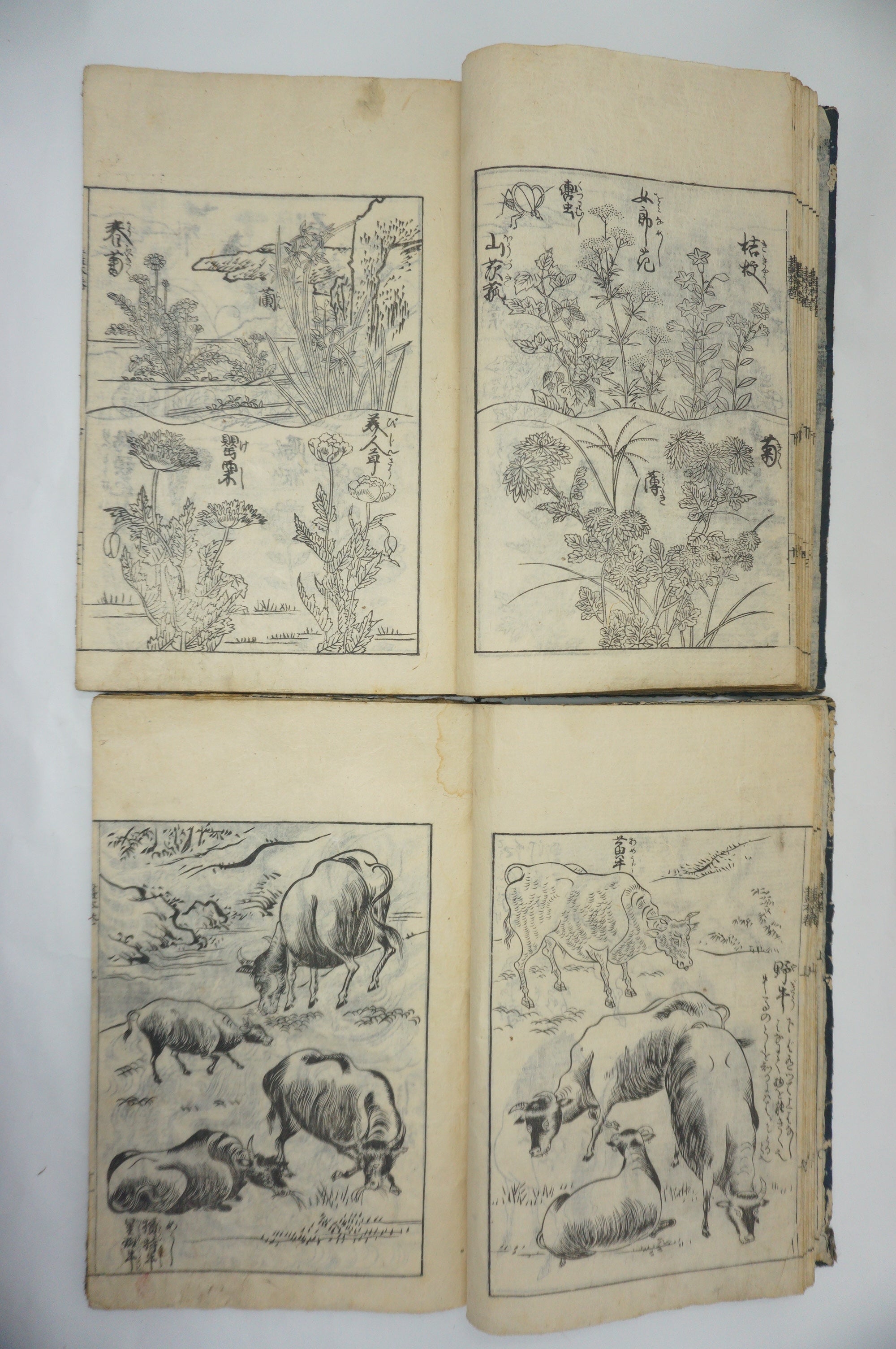 Japanisches Buchset von Tachibana Morikuni -Naturgeschichte- 1794 Antike Originale aus Japan 1127E4 