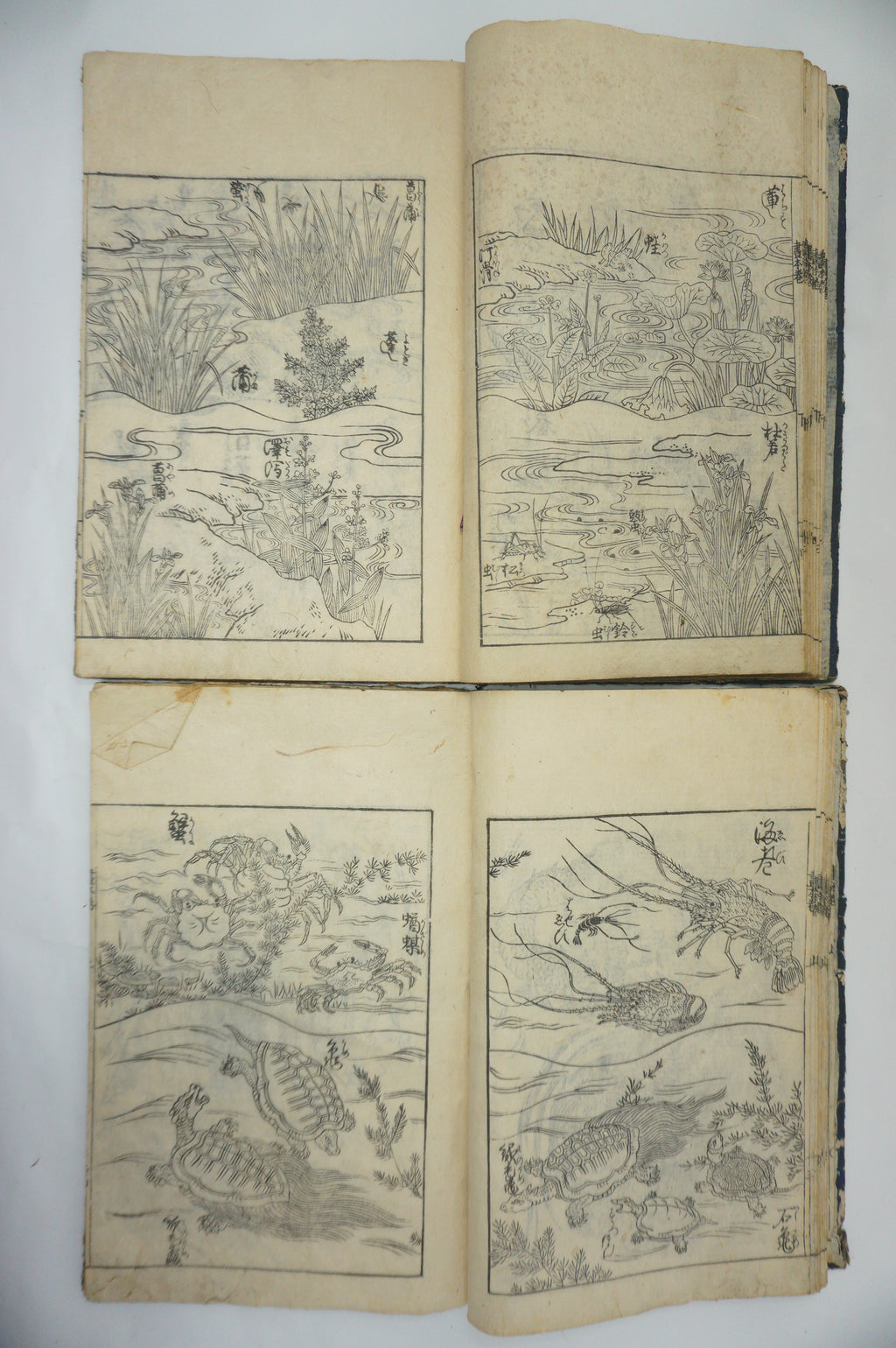 Japanisches Buchset von Tachibana Morikuni -Naturgeschichte- 1794 Antike Originale aus Japan 1127E4 