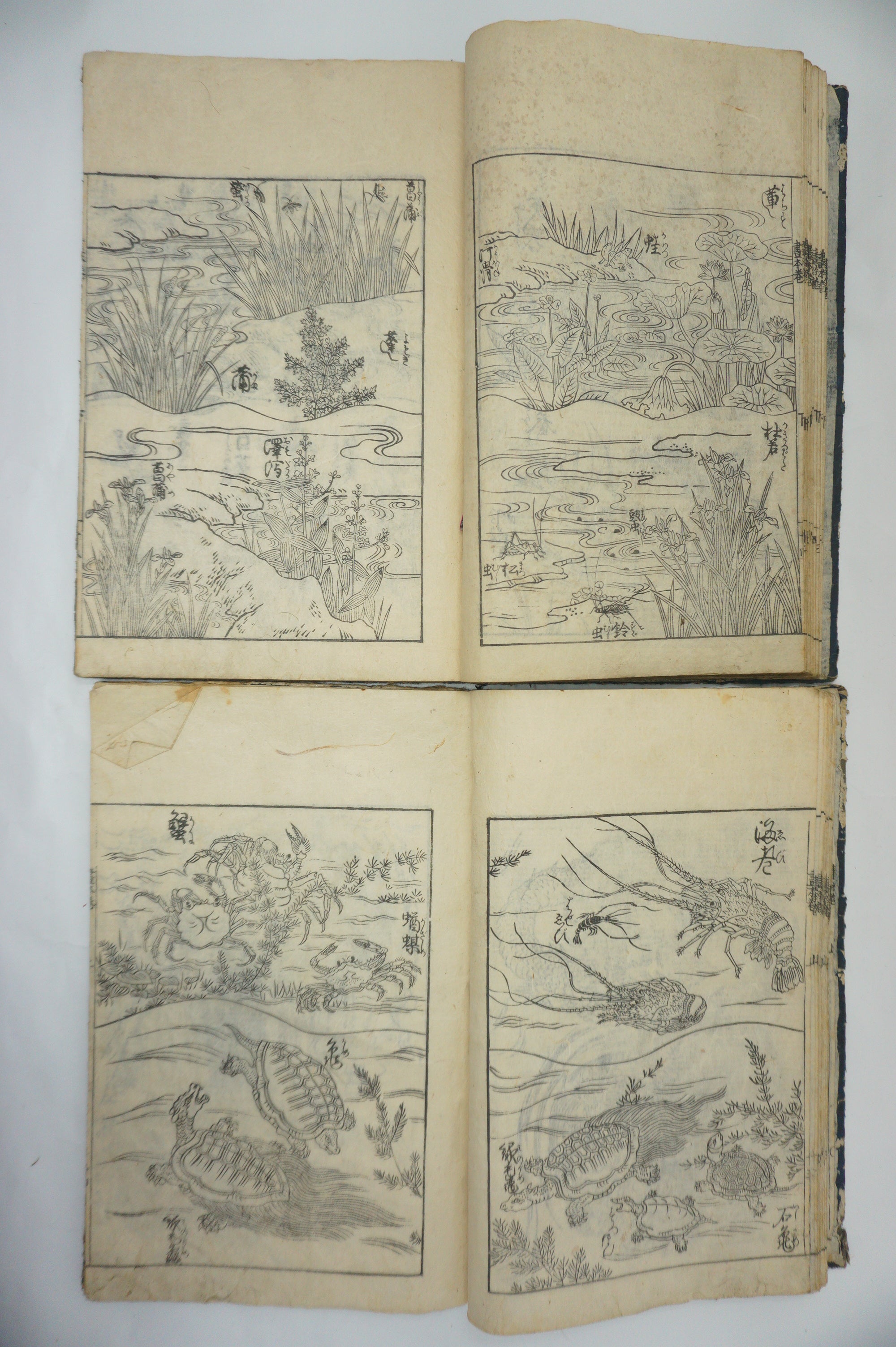 Japanisches Buchset von Tachibana Morikuni -Naturgeschichte- 1794 Antike Originale aus Japan 1127E4 