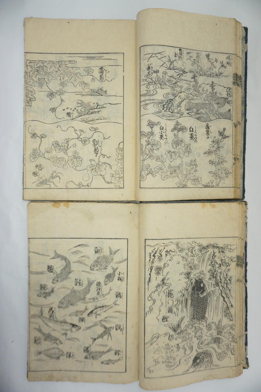 Japanisches Buchset von Tachibana Morikuni -Naturgeschichte- 1794 Antike Originale aus Japan 1127E4 