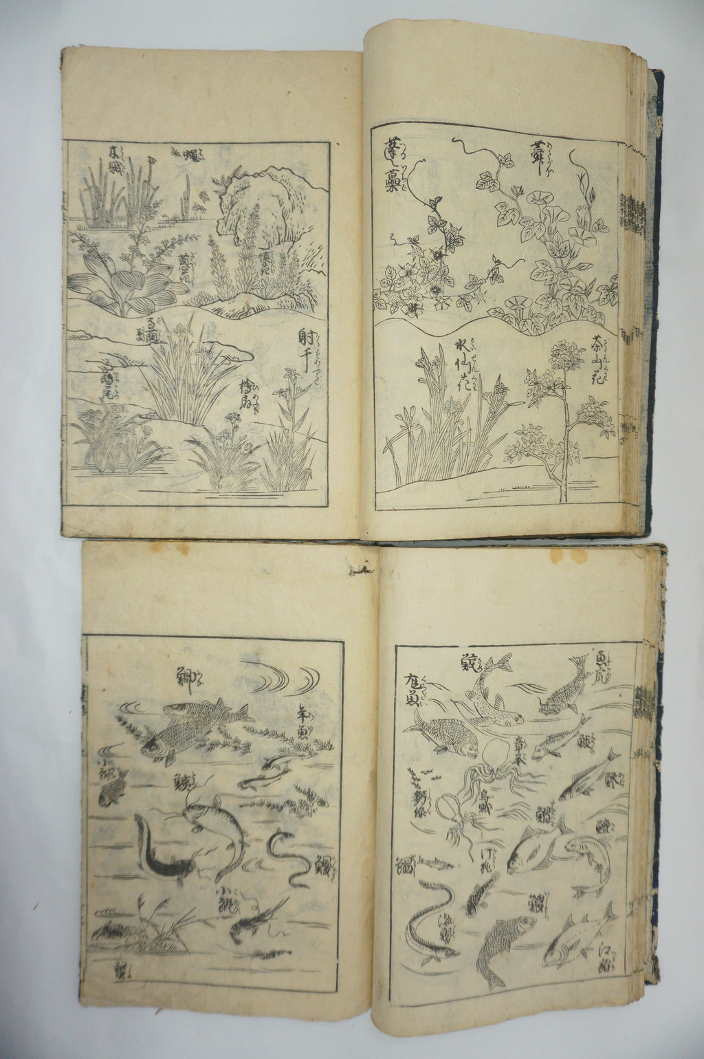 Japanisches Buchset von Tachibana Morikuni -Naturgeschichte- 1794 Antike Originale aus Japan 1127E4 