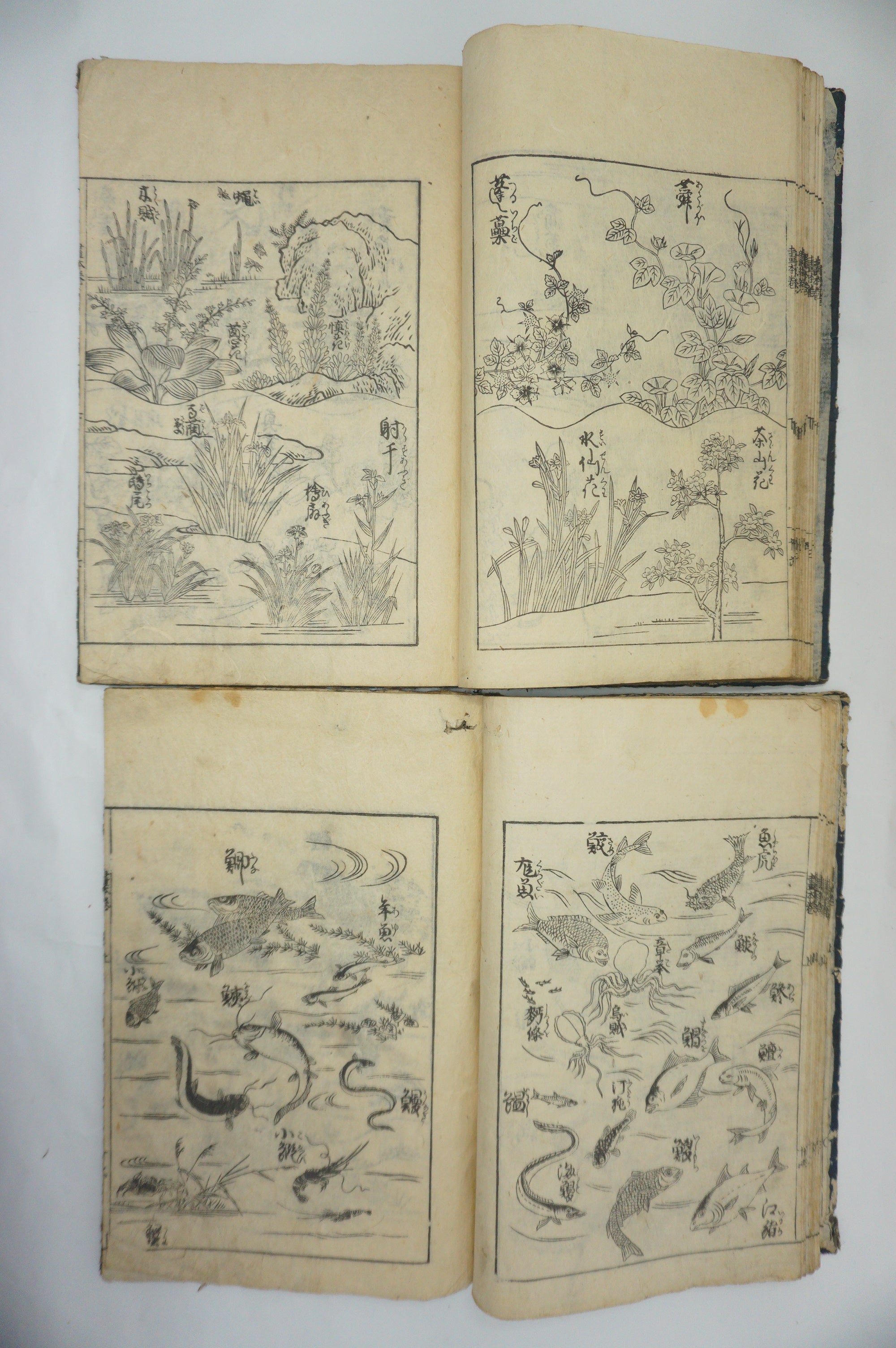Japanisches Buchset von Tachibana Morikuni -Naturgeschichte- 1794 Antike Originale aus Japan 1127E4 