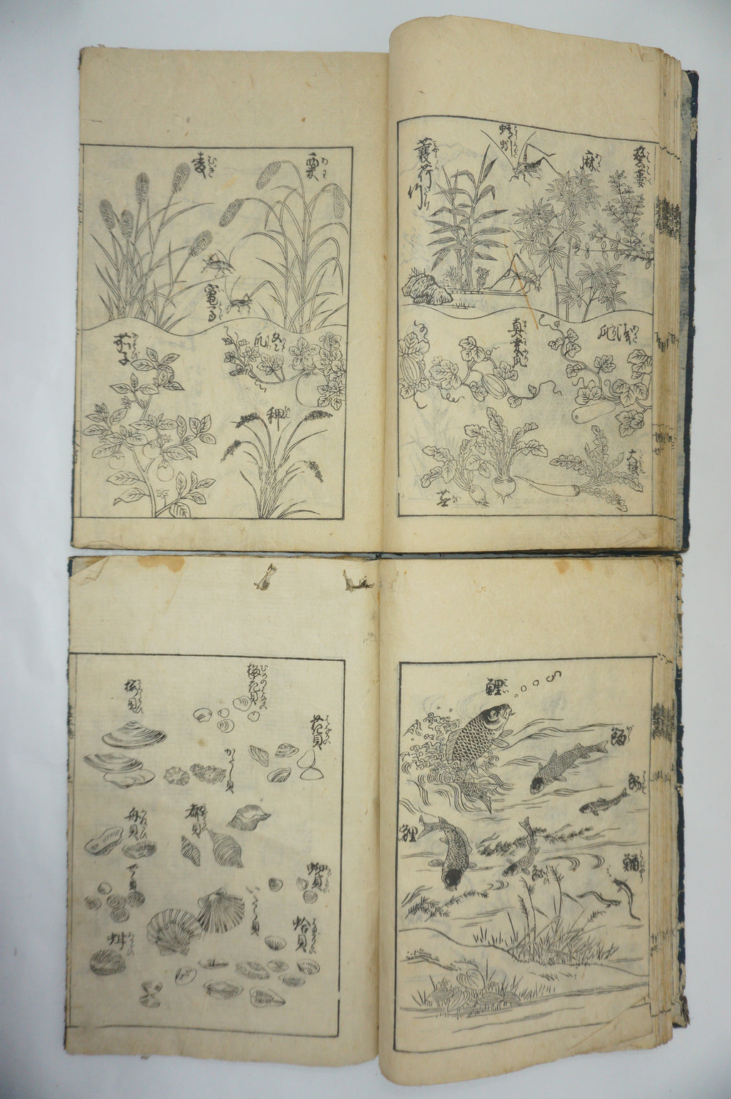 Japanisches Buchset von Tachibana Morikuni -Naturgeschichte- 1794 Antike Originale aus Japan 1127E4 