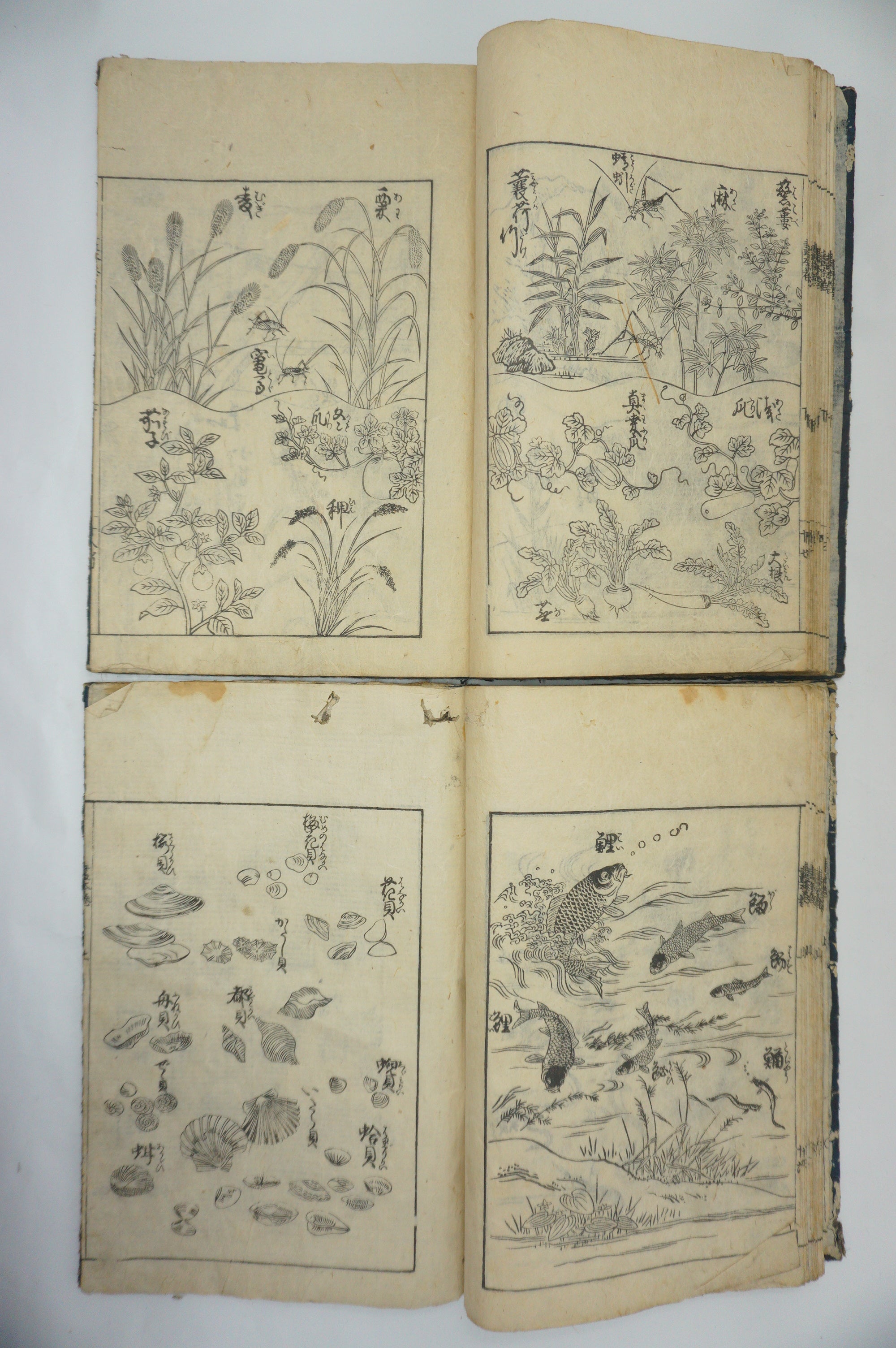 Japanisches Buchset von Tachibana Morikuni -Naturgeschichte- 1794 Antike Originale aus Japan 1127E4 