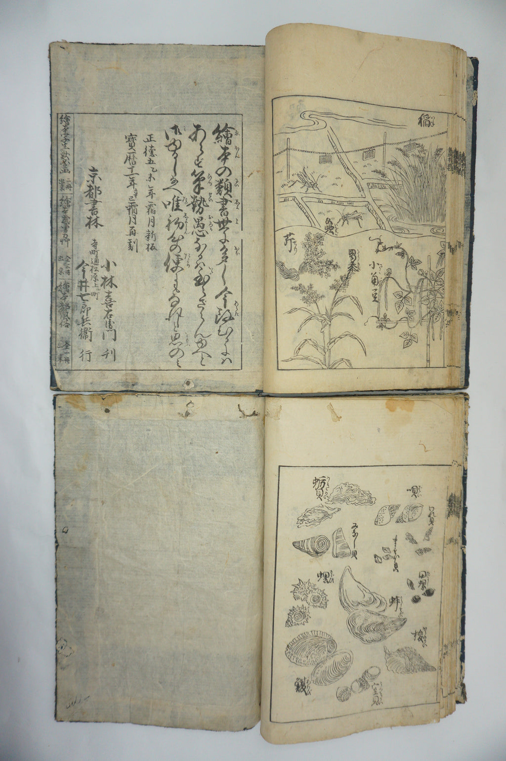 Japanisches Buchset von Tachibana Morikuni -Naturgeschichte- 1794 Antike Originale aus Japan 1127E4 