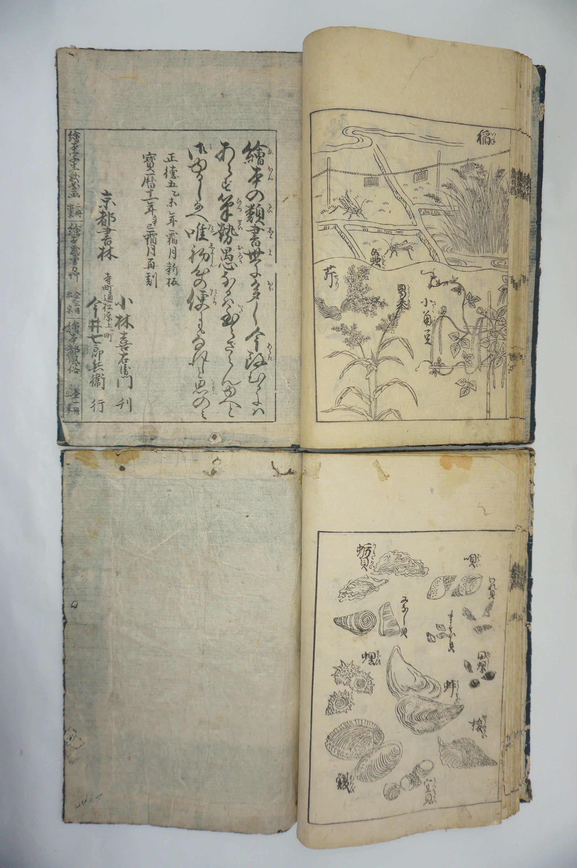 Japanisches Buchset von Tachibana Morikuni -Naturgeschichte- 1794 Antike Originale aus Japan 1127E4 