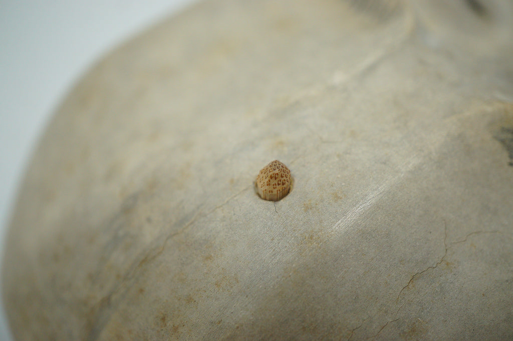 Japanese Yase Otoko Noh Theater Wooden Mask Finely Carved Original from Japan 1227F7